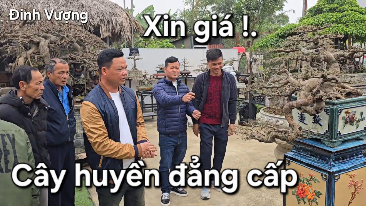 Mọi người vây kín để xem cây sanh dáng huyền đẹp mê hồn của nhà vườn Thịnh Phát 