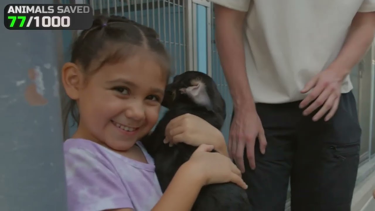 I save 1000 animal from Dying...