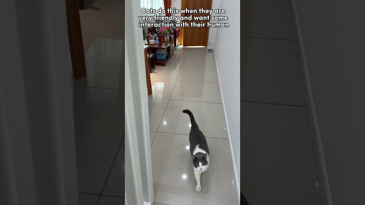 Что может рассказать вам хвост вашей кошки? #кошка #фактыокошках #пастьмай