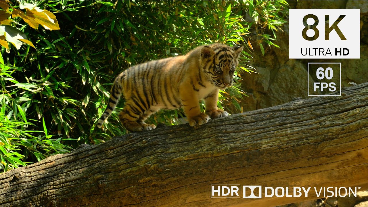 BEST OF ANIMAL ADVENTURE in 8K HDR ULTRA HD VIDEO Dolby Vision