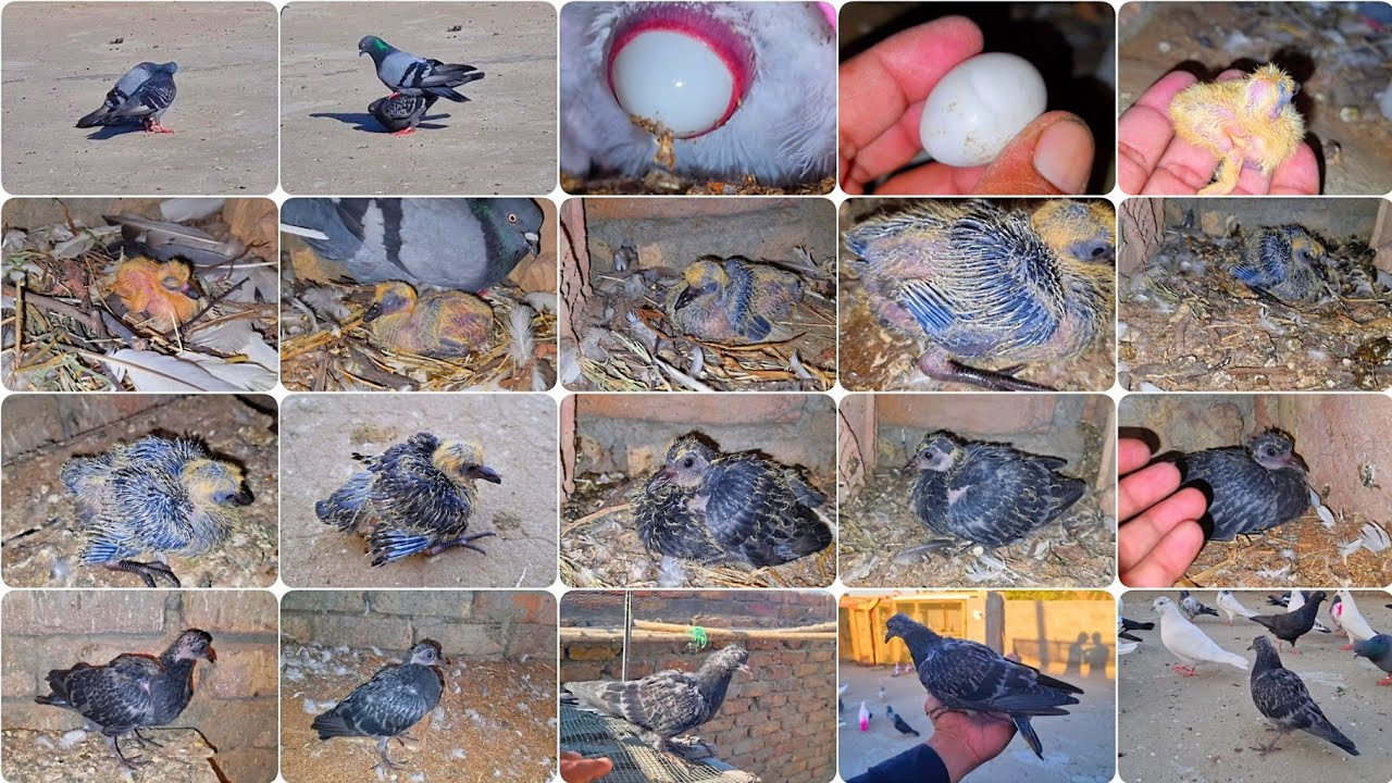 Growth Of Black One Baby Pigeons Day By Day 32 Days Progress Successfull 😍 // Pigeons Development