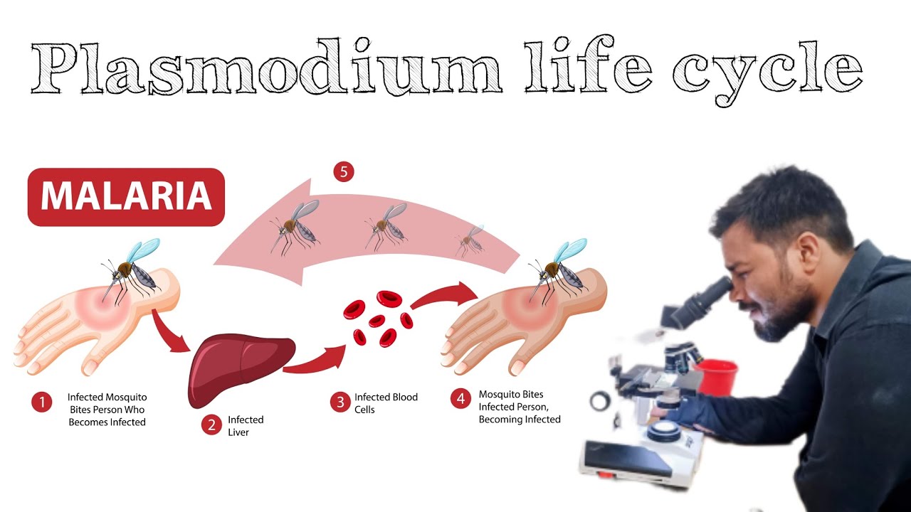 Plasmodium life cycle (malarial Parasite)