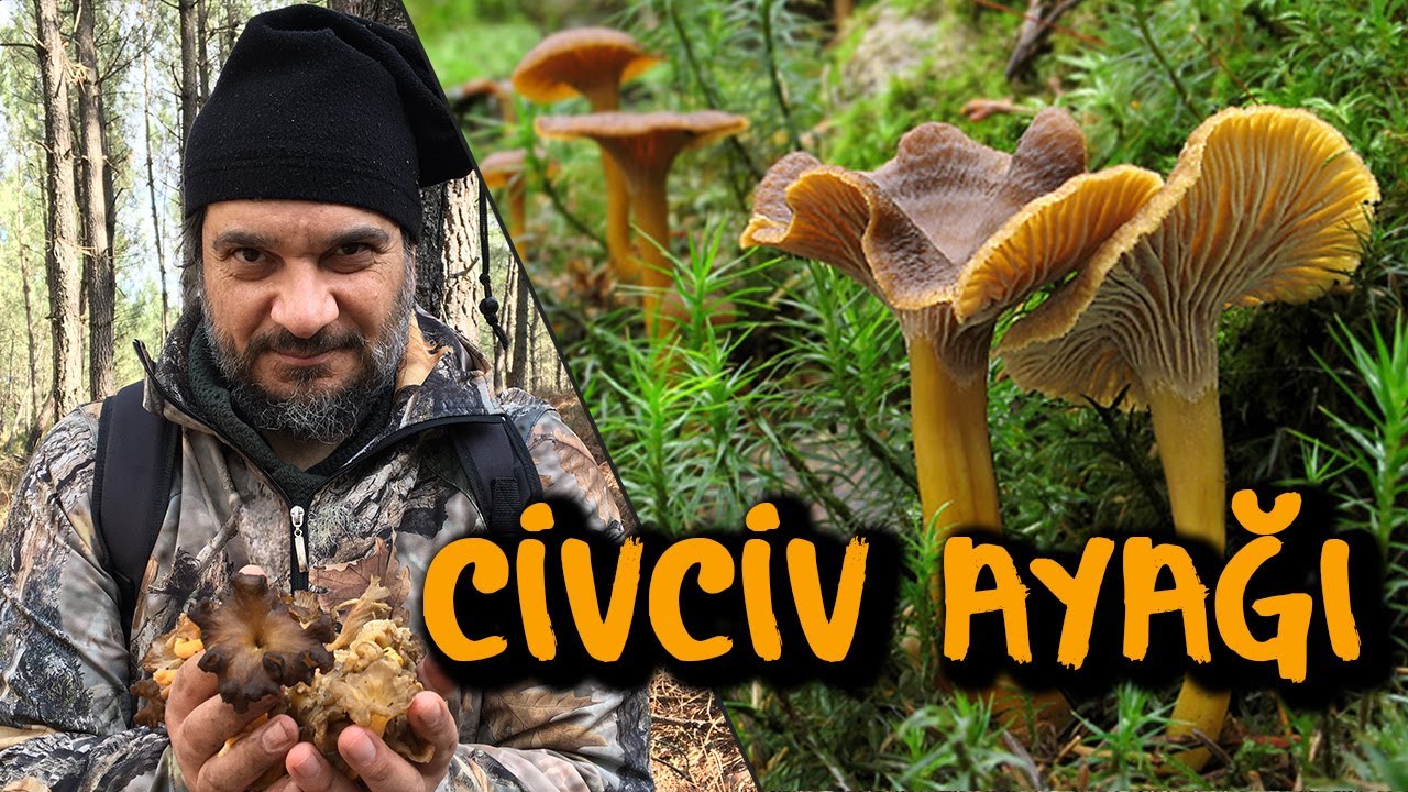 Civciv Ayağı Mantarı cantharellus lutescens tubaeformis