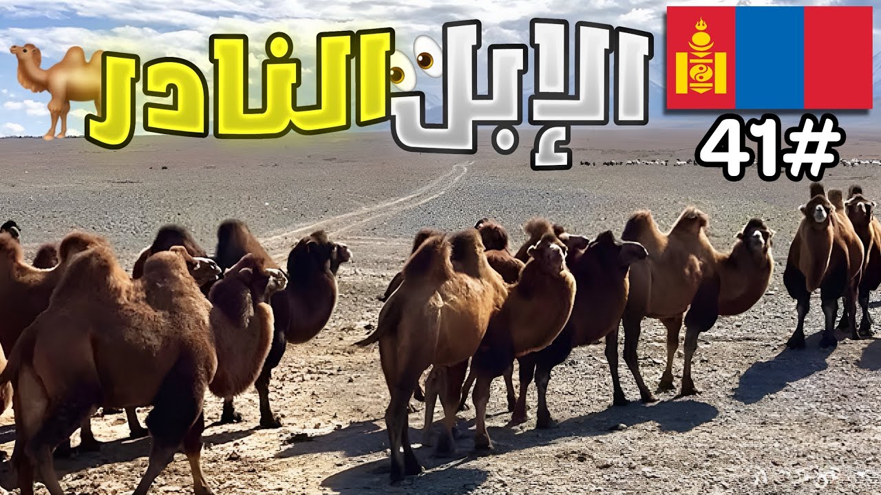 41 - منغوليا / جمل ابو سنامين
