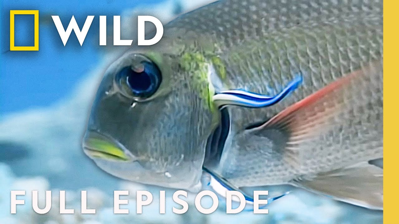 Palau: Ocean Paradise (Full Episode) | The Living Edens | Nat Geo Animals