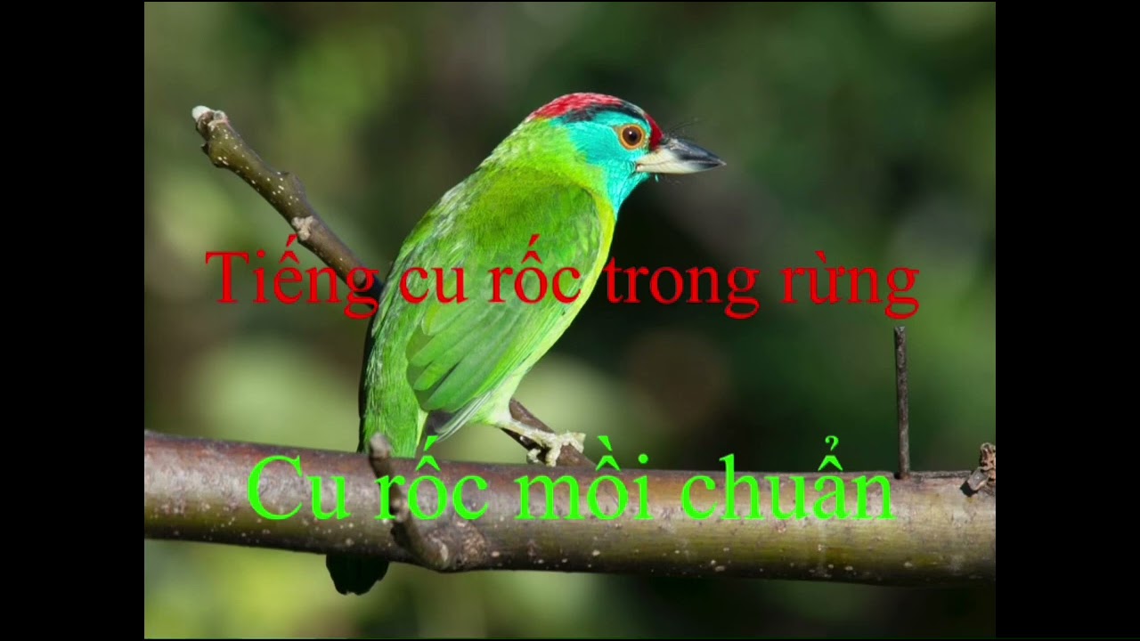Tiếng cu rốc trong rừng - cu rốc mồi chuẩn