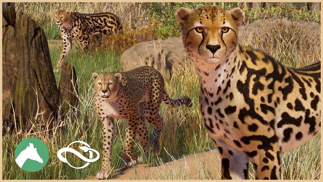 King Cheetah Habitat | Desert Adventure Park | Planet Zoo