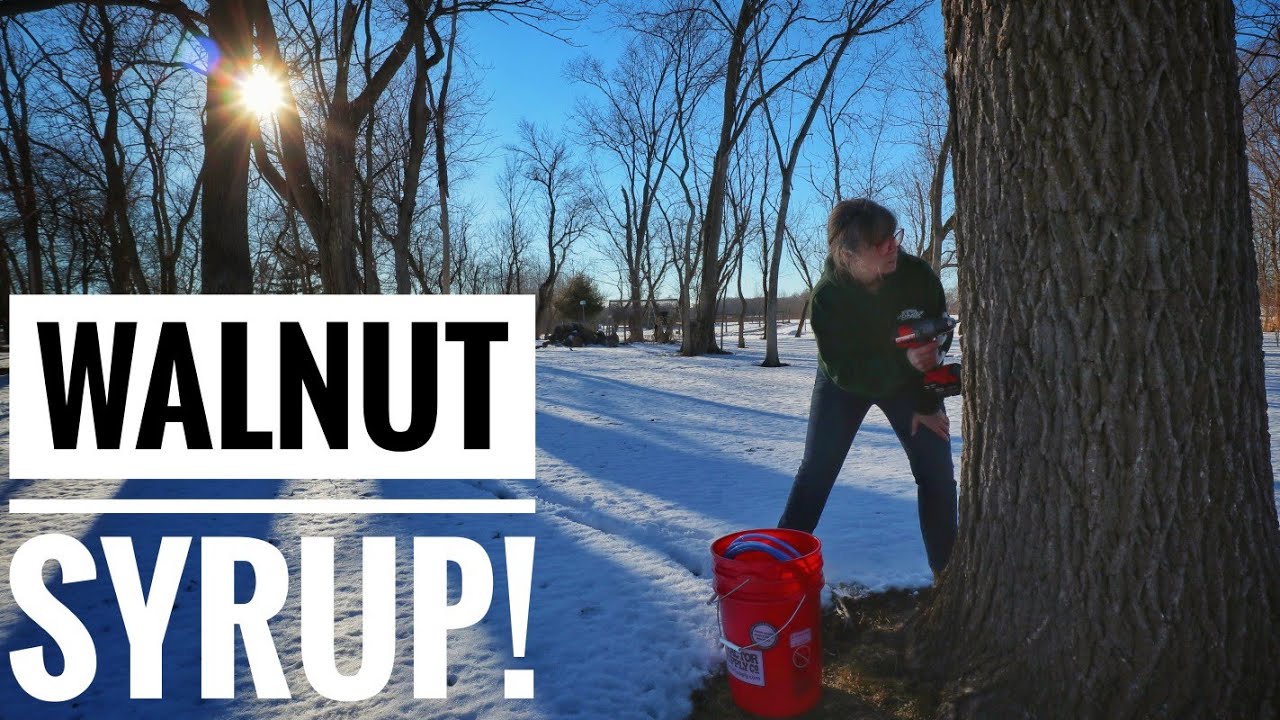 SAP TAP TIME | Walnut & Maple Blend for Delicious Syrup