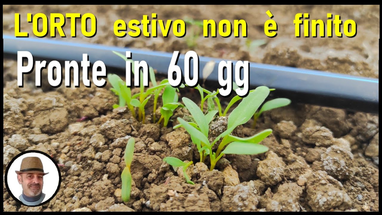 Bieta e Cicoria, ecco come fare per seminare e raccogliere prima che arriva il freddo