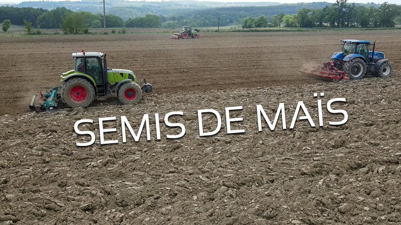 Semi de maïs