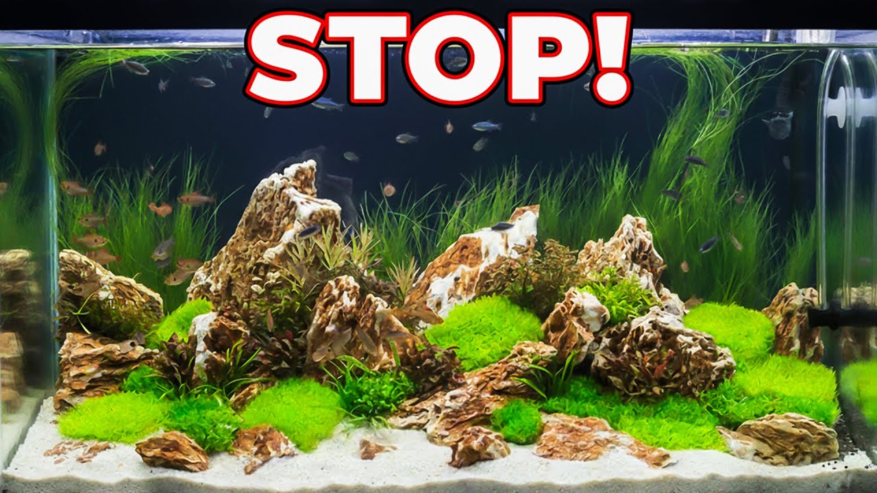 STOP Doing THIS If You Want Crystal Clear Aquarium Water!