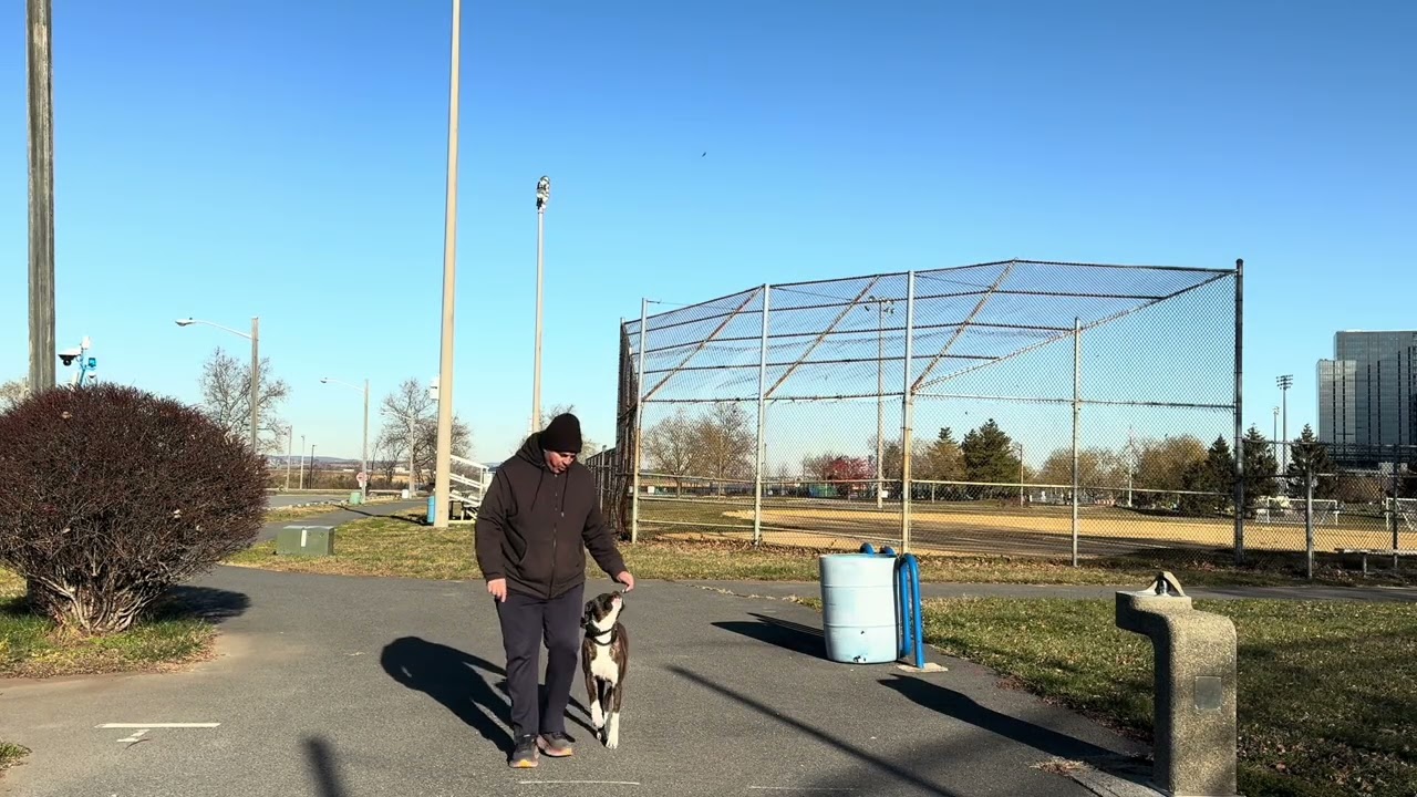 Rosa’s K-9 Training (Boxer Advance Obedience)