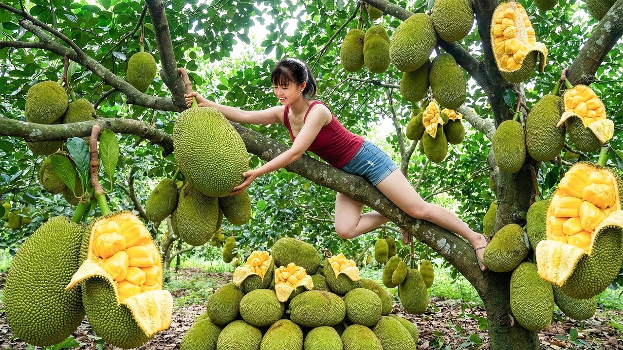 CEO Girl Pulls GIANT Jackfruits From the Farm - One Trip to Market, Nothing Left