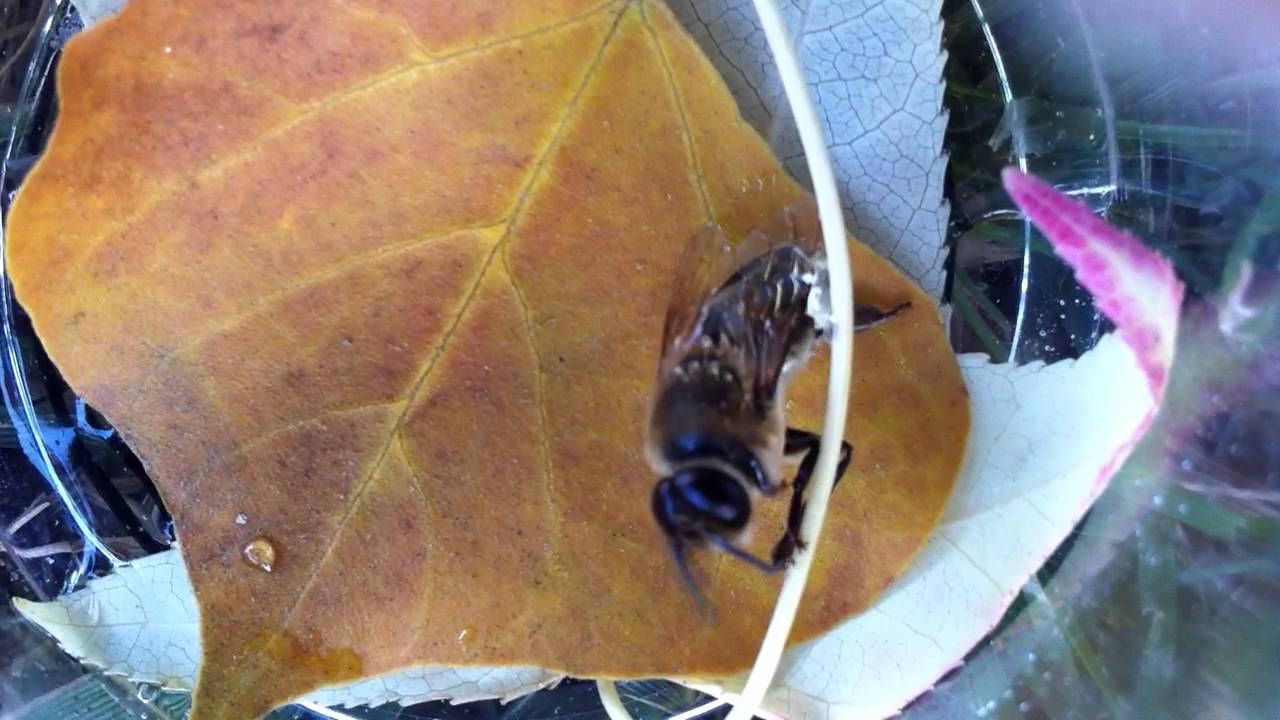 My Pet Drone Bee