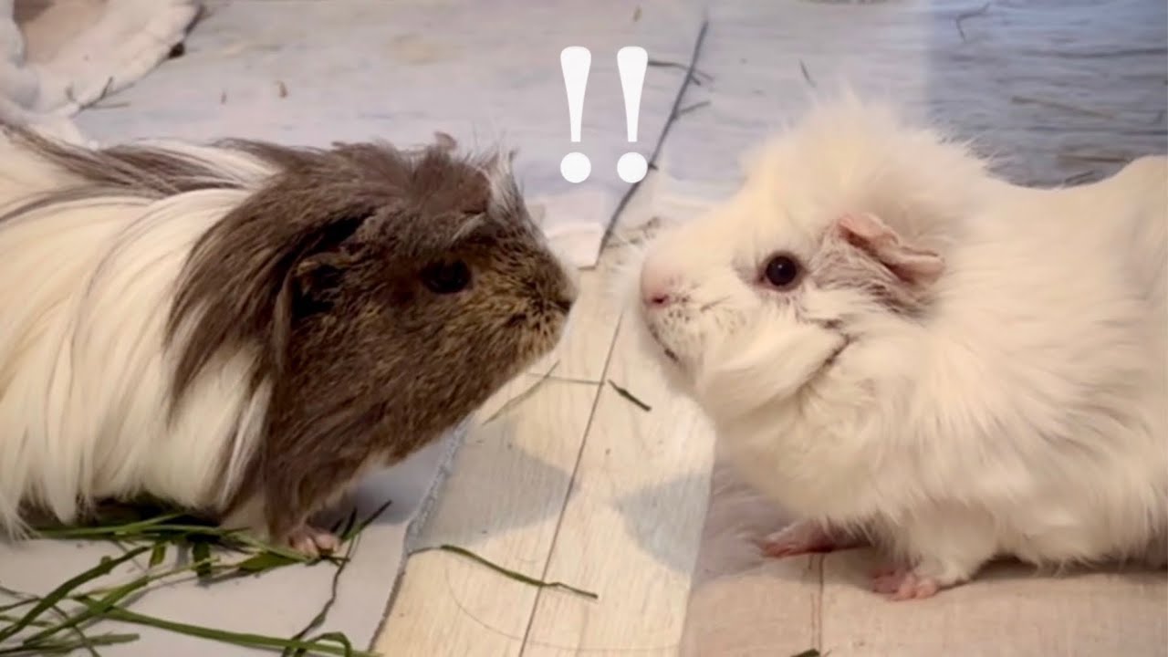 02｜モルモットと遭遇したモルモット（1日目）【下宿モルモットのポンピイ】　Guinea pigs encountering guinea pigs