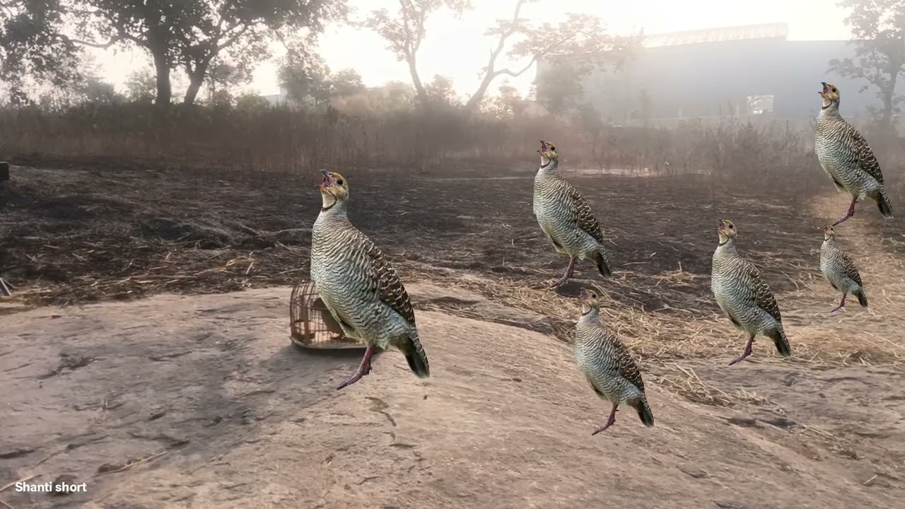 The Iran titeer voice (जंगल तीतर की आवाज) grey francolin voice partridge hunting sound madi teetar 
