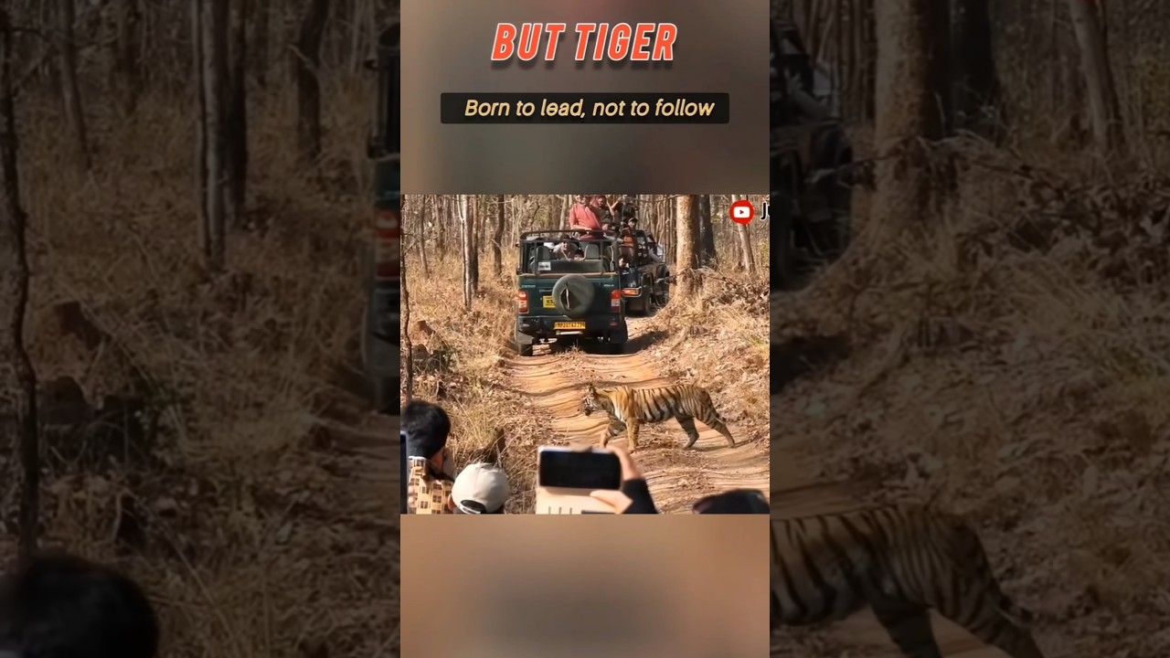 Tiger Crossing Road &ndash; Why This Isn&rsquo;t Like Any Other Animal 🐅#animal #wildlife entertainment #tiger