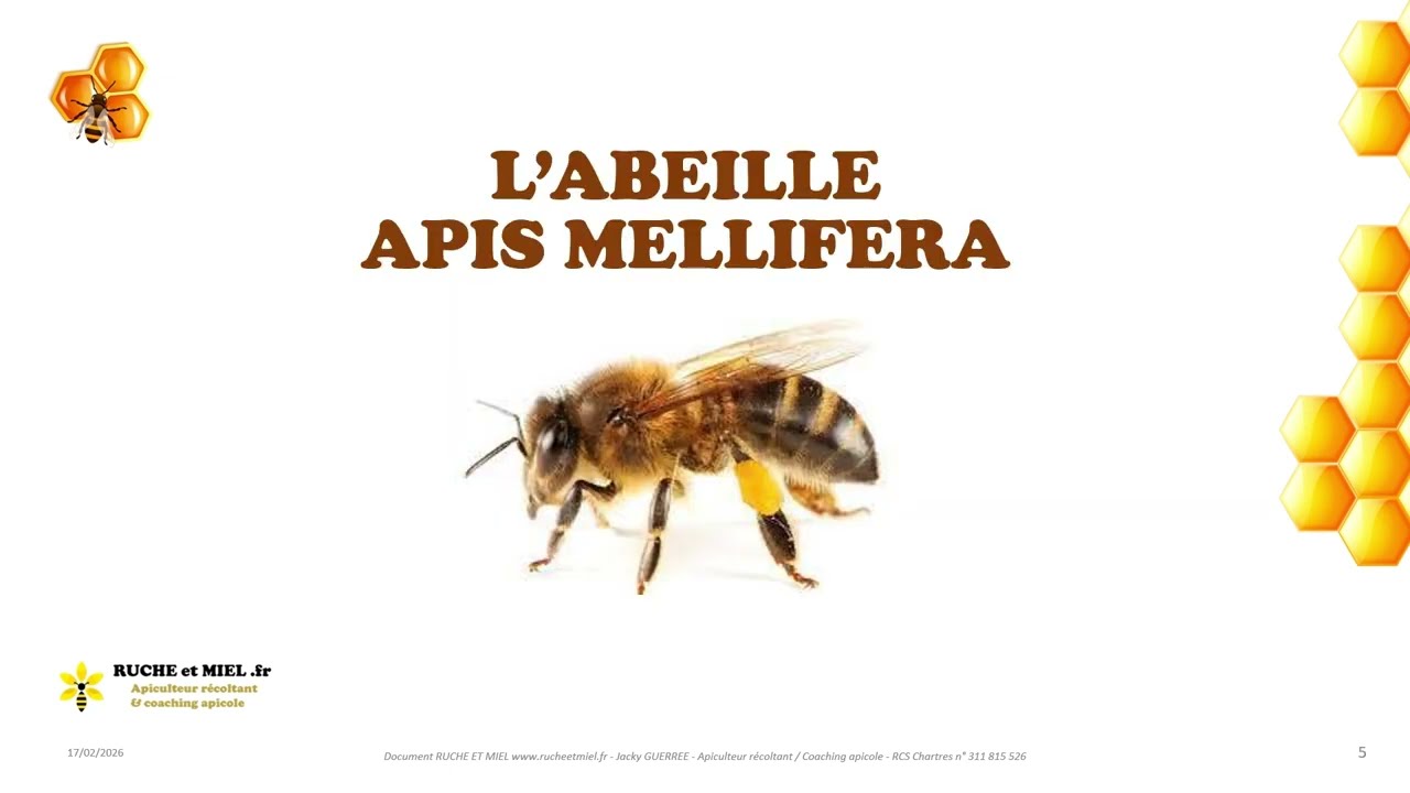L’abeille à miel Apis Mellifera : l’essentiel à connaître