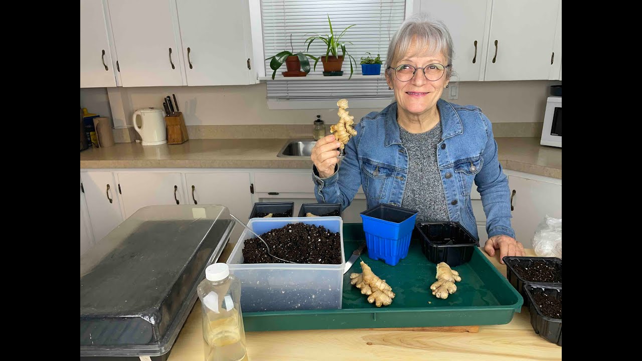 La culture du gingembre