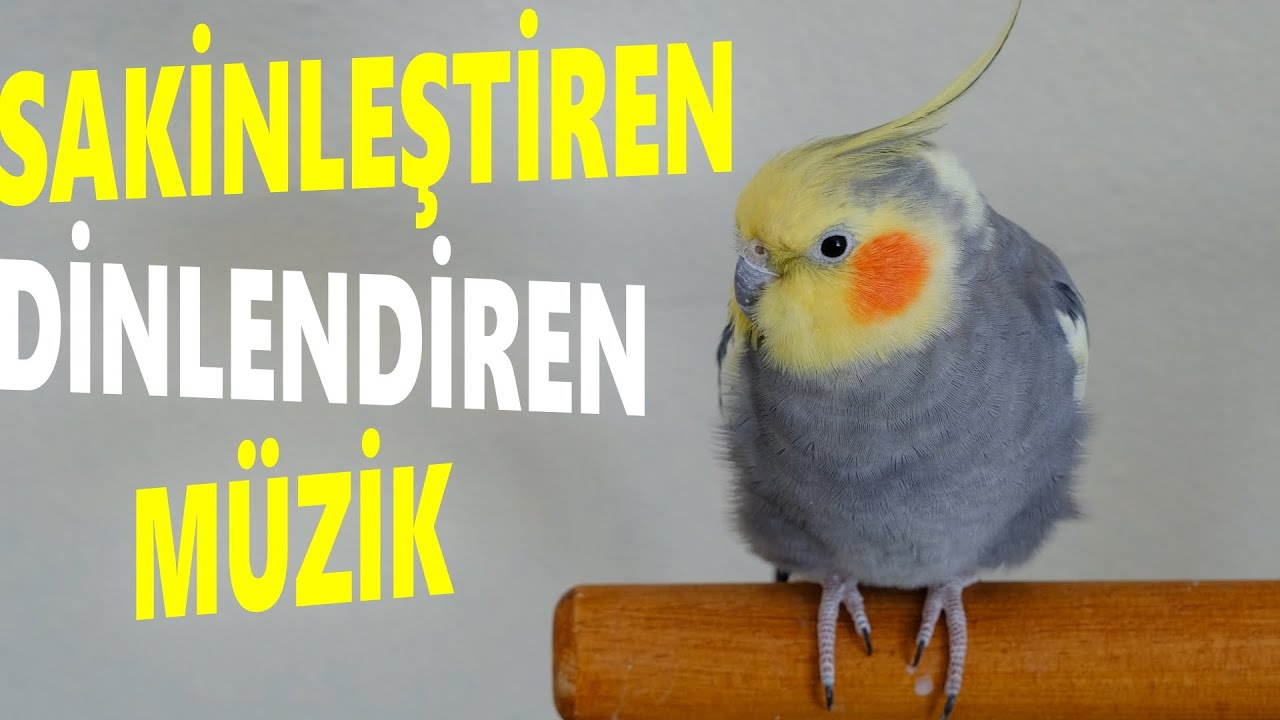 Sultan Papağanı ve Muhabbet Kuşlarını Sakinleştiren Ses