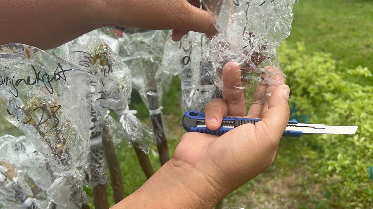 Tamang Pasingaw ng mga Grafted Bougainvillea | Ang Daming Buhay!!!!