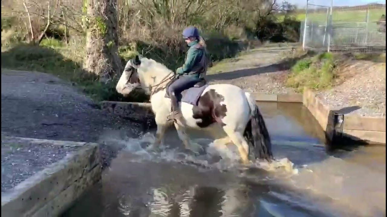 14.3 10 year old coloured mare  - ad ref: 271300