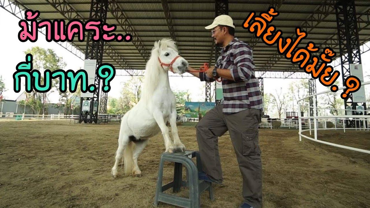 ม้าแคระ ตัวละเท่าไร..ขี่ม้าครั้งแรก อย่างลุ้น ดัชฟาร์ม เชียงใหม่