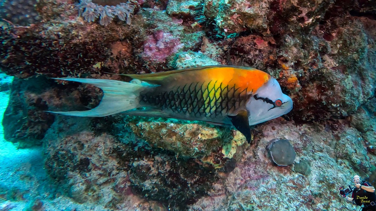 Marsa Alam 2025. Marsa Abu Dabbab. Dive site a Jetty Abu Dabbab Garden  (22 Maggio 2025).  (4K).