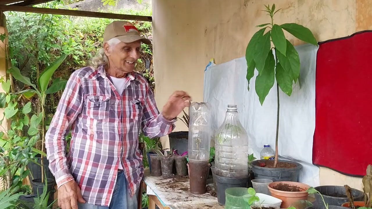 Estaquia de jabuticaba, como eu faço essas mudas com sucesso