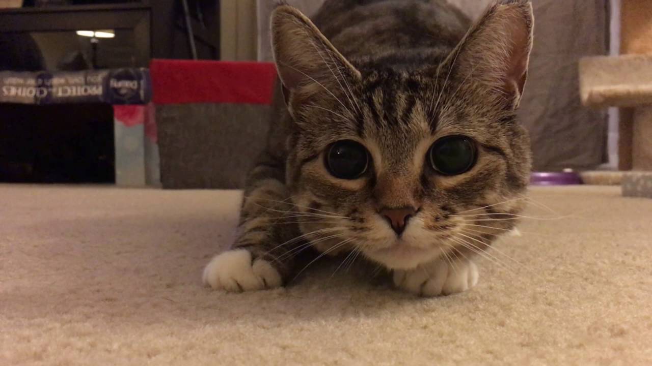 The Cat Olympics!