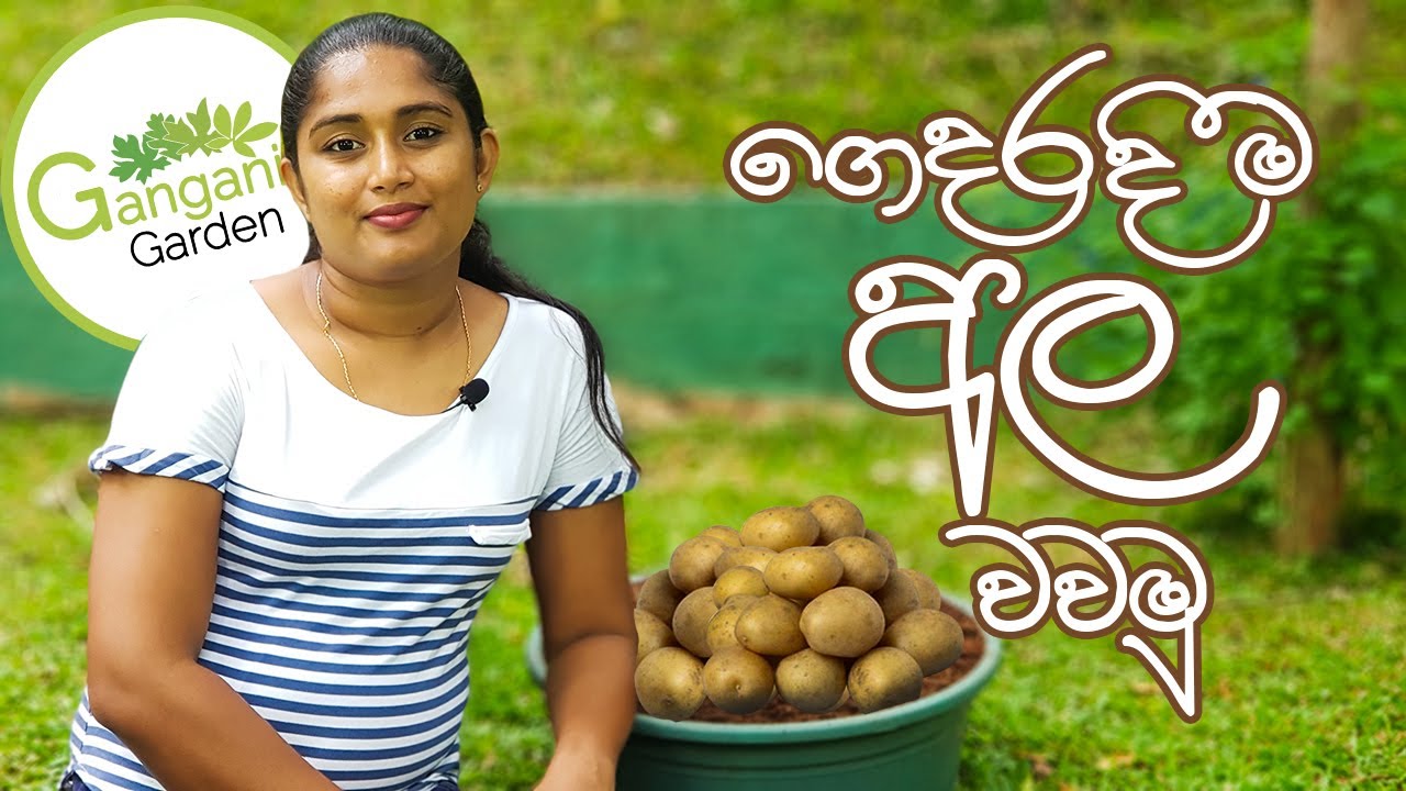 බදුනක අල වවමු - How To Grow Potatoes In a Basket