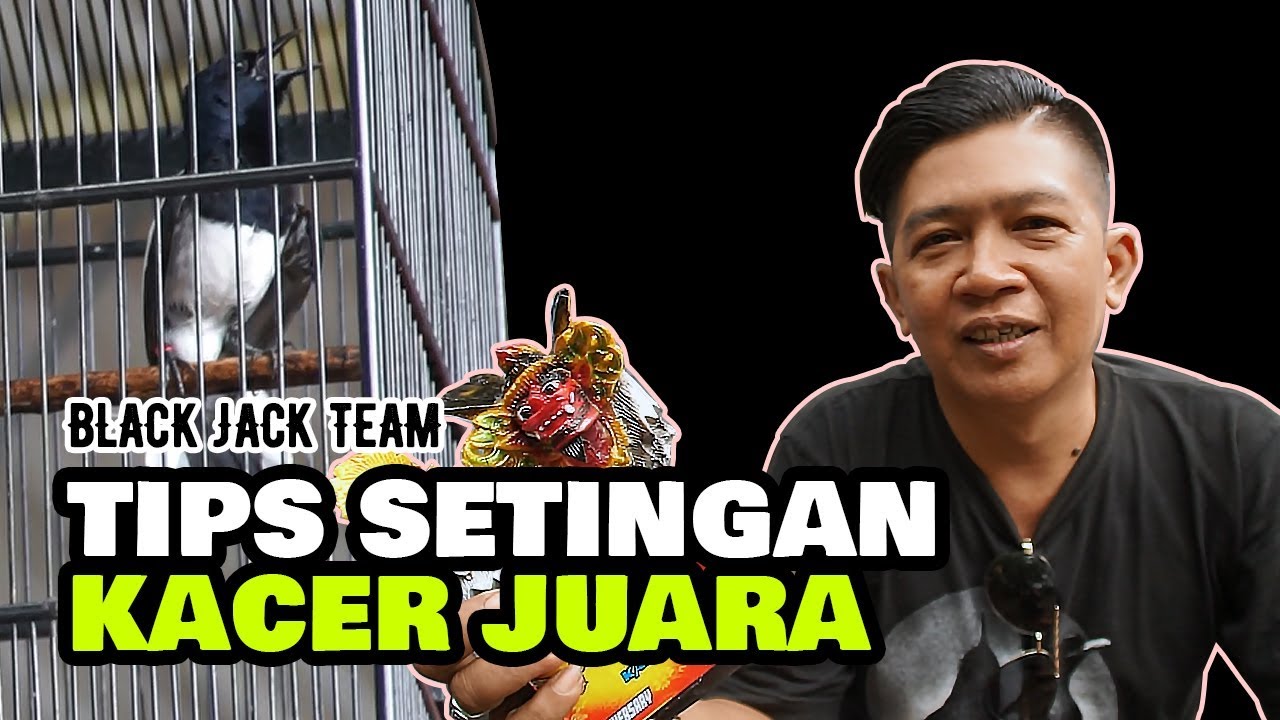 TIPS SETINGAN KACER JUARA NGOBRA FULL DURASI DAN STABIL