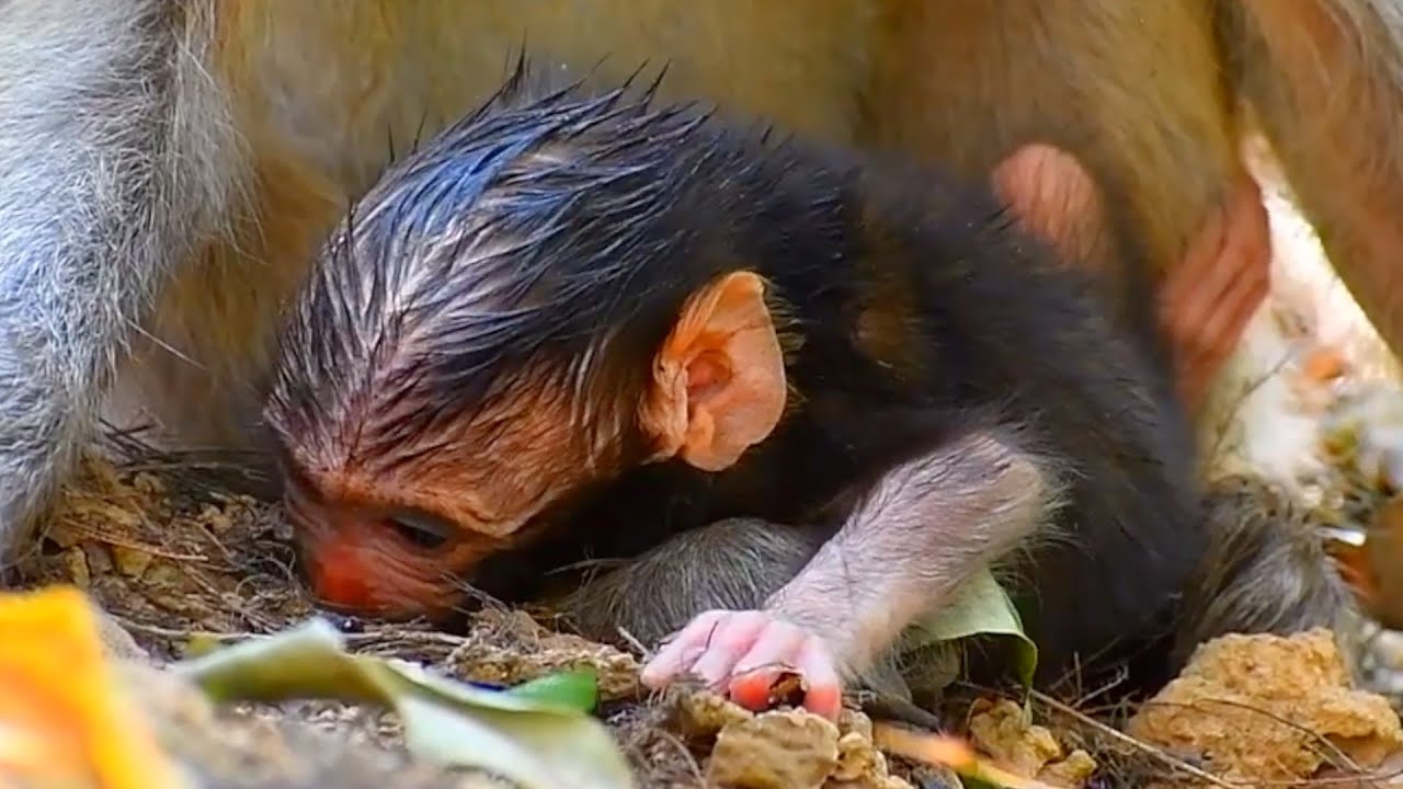 💞 Young Mommy Monkey Nurses Her Hungry Baby 💕