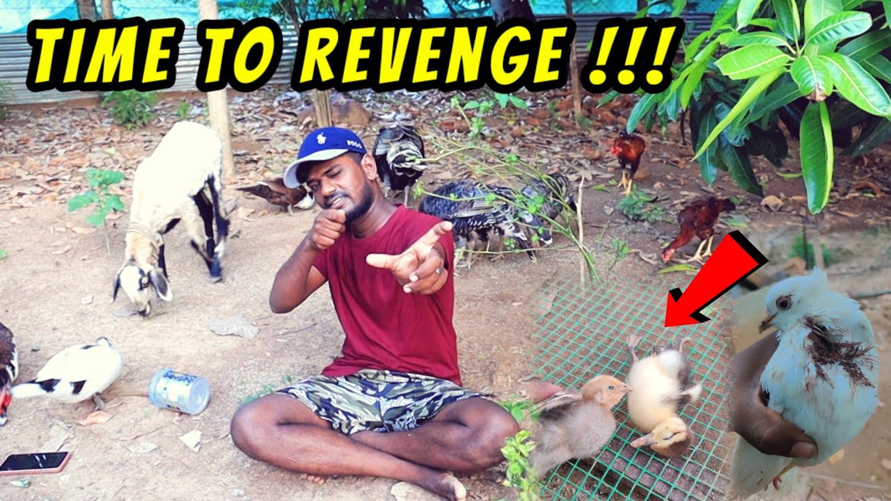 பண்ணைல புறா, கோழி, வாத்து எல்லாத்தையும் கொன்றது இந்த GANG தான் ! The Time To REVENGE 😡