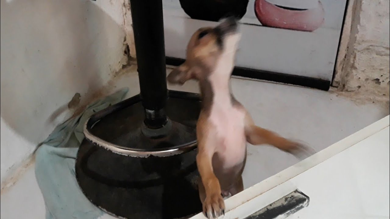 Uivando e chorando pra ficar livre, Tive que prender pra conseguir varrer o quarto.