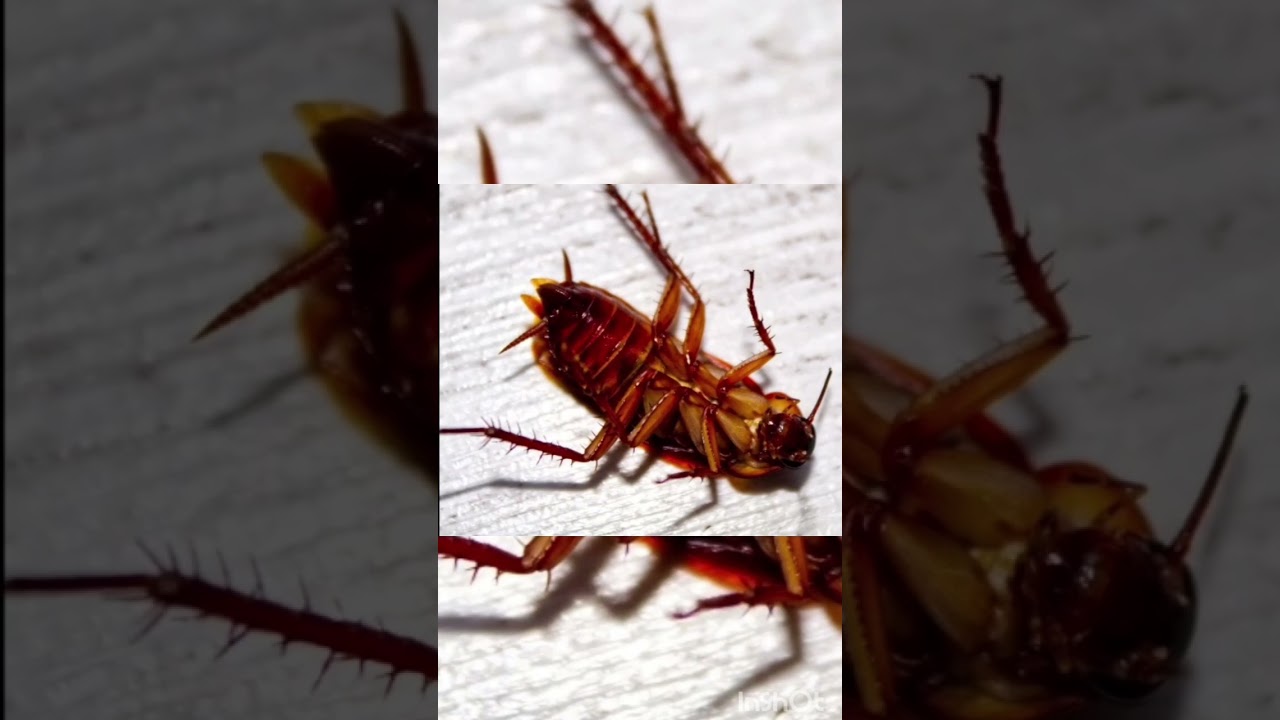 5 fotos de cucarachas #shorts #asco #cucaracha #meme #humor