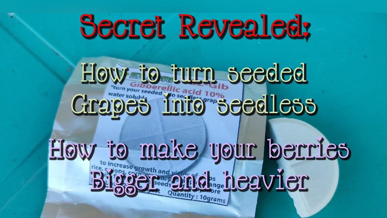 SECRET REVEALED: Use of GA3 will turn seeded grapes into seedless  @moresfarmschannel3340