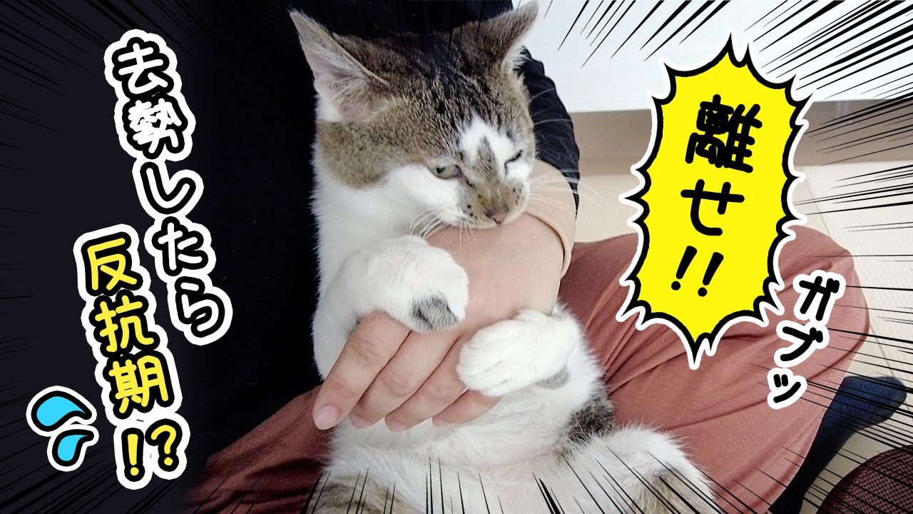 去勢したら愛猫の性格が変わりました