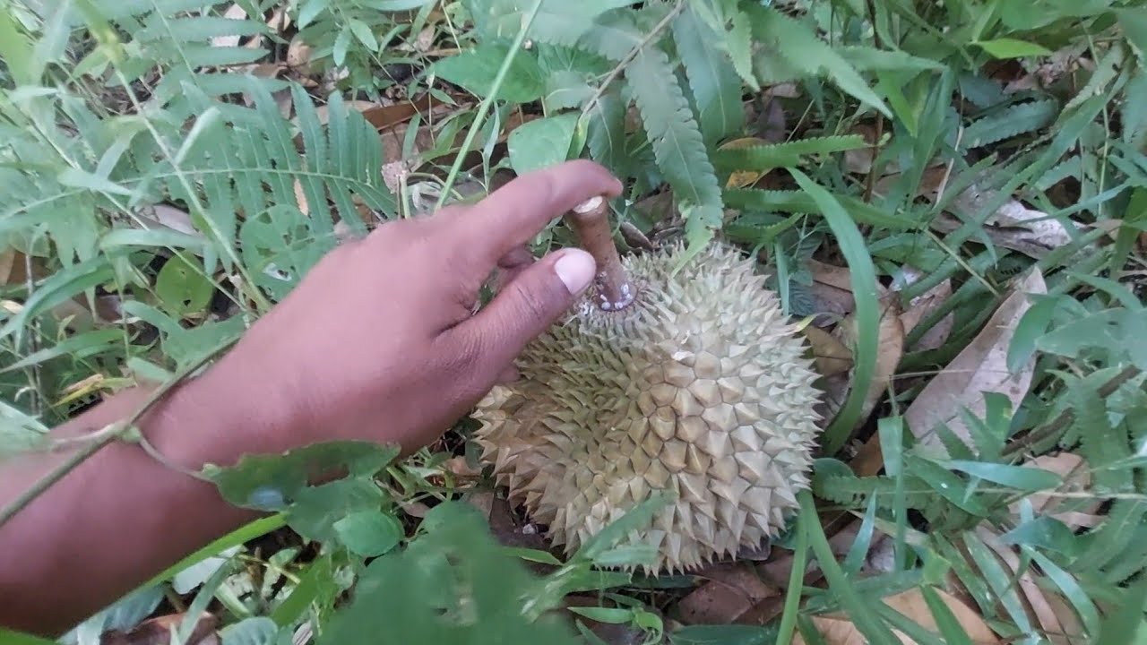 Cari Durian Matang Dari Pohon