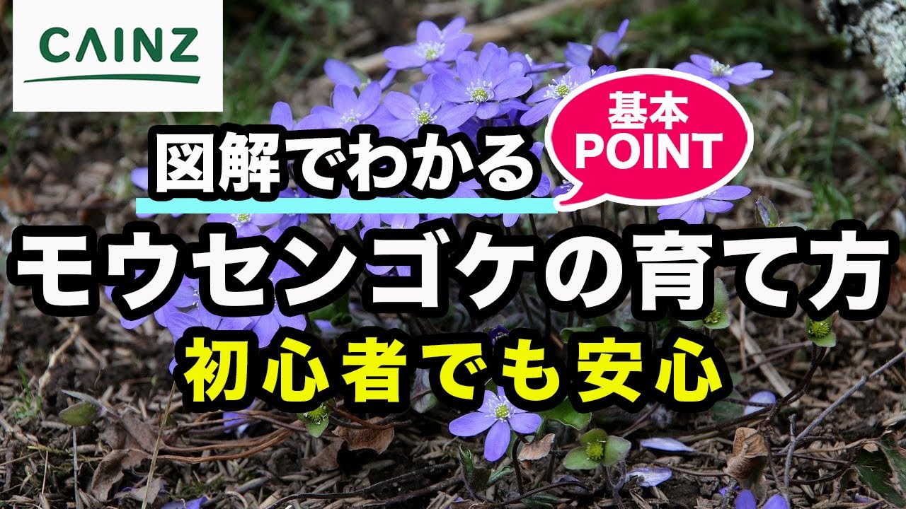 モウセンゴケの育て方（別名：ドロセラ）カインズ植物図鑑