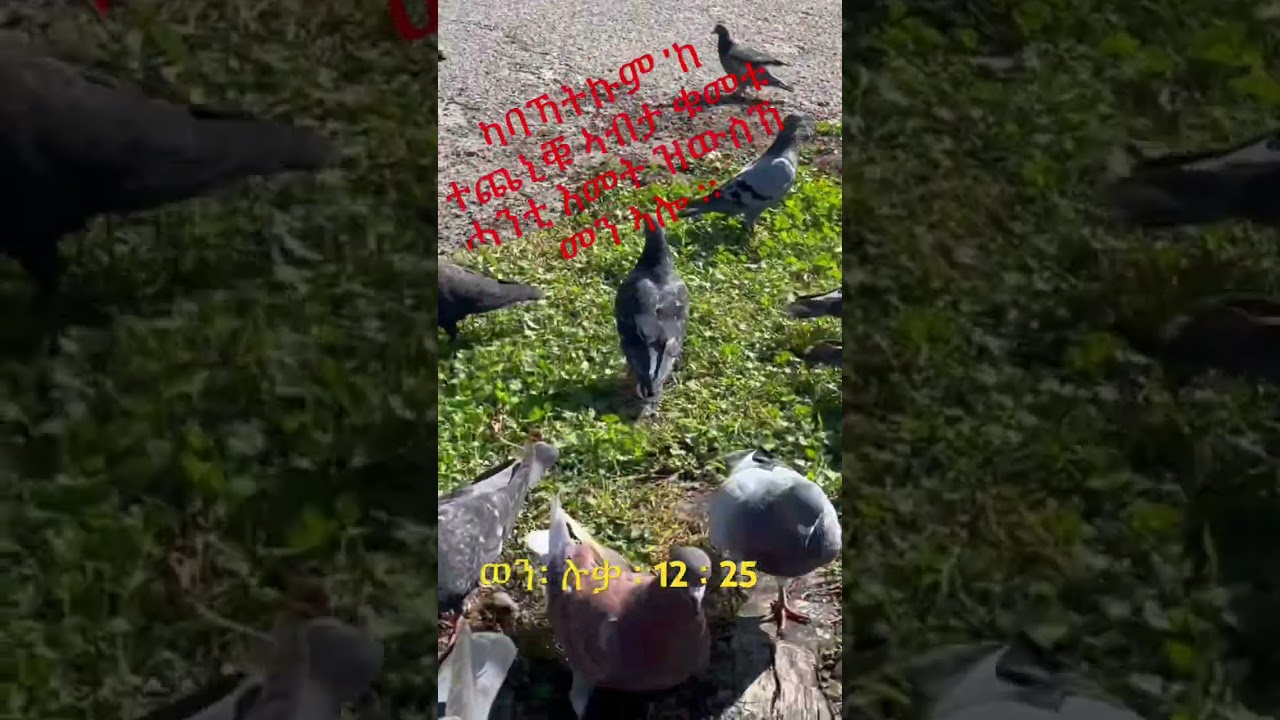 ብጎይታ ትሓጎሱ !