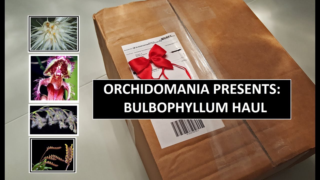 Orchidomania Presents: Bulbophyllum Haul