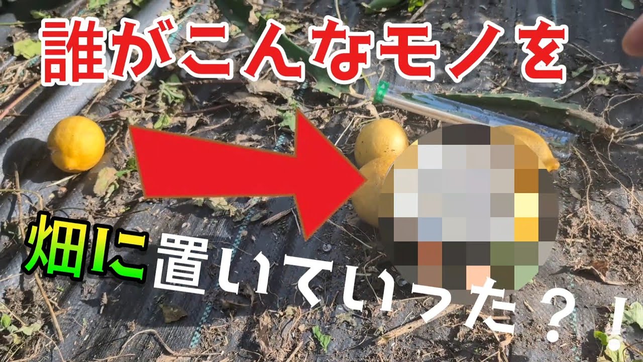 草刈りしてたら沖縄野ソールフード出てきた