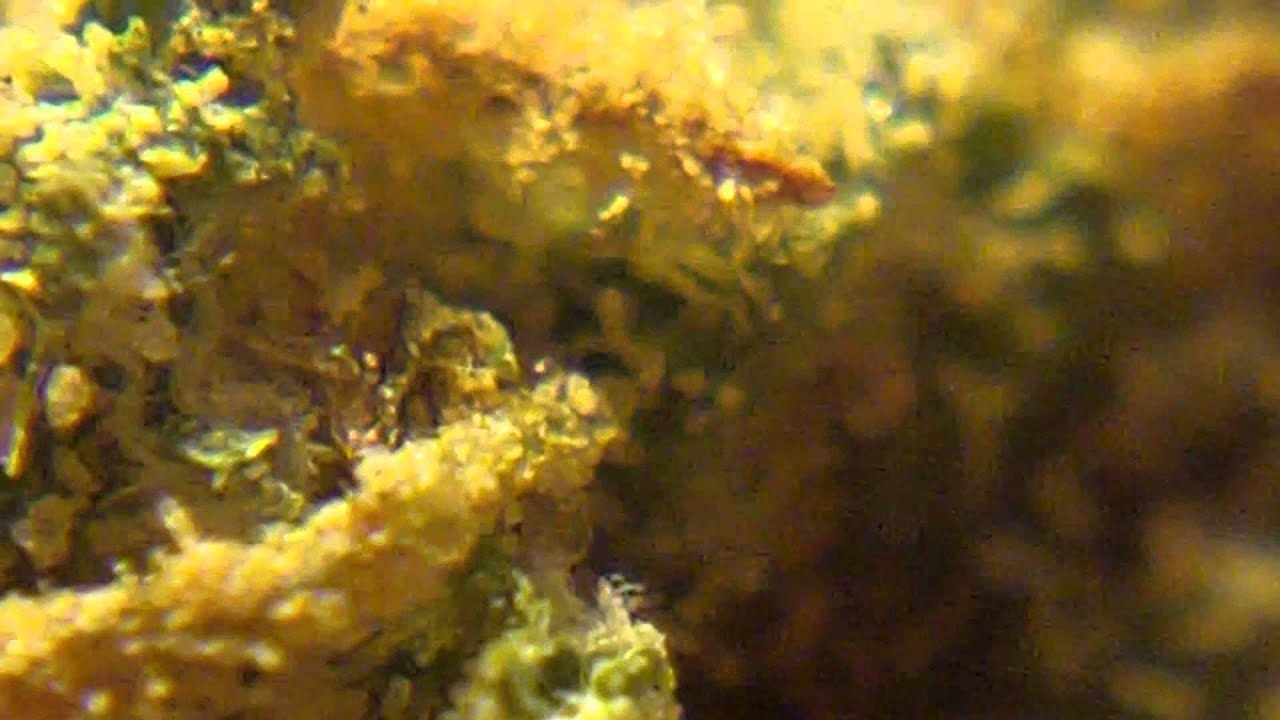 Ep 357 - Spice  Hd 1080p Strain Review Mr Nice Seeds medical medicinal marijuana weed bud
