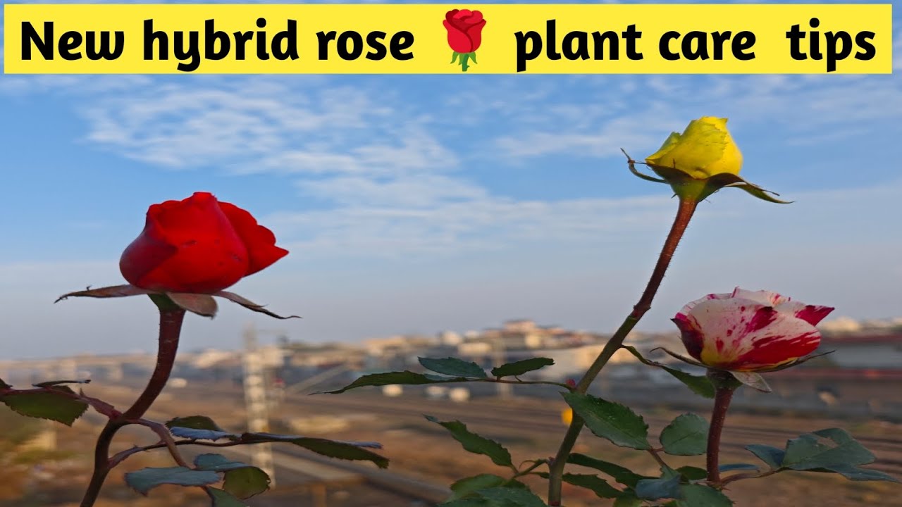 Nursery se rose plant lane ke baad care kaise kre. #rose #roseplant #tips #care #plants 