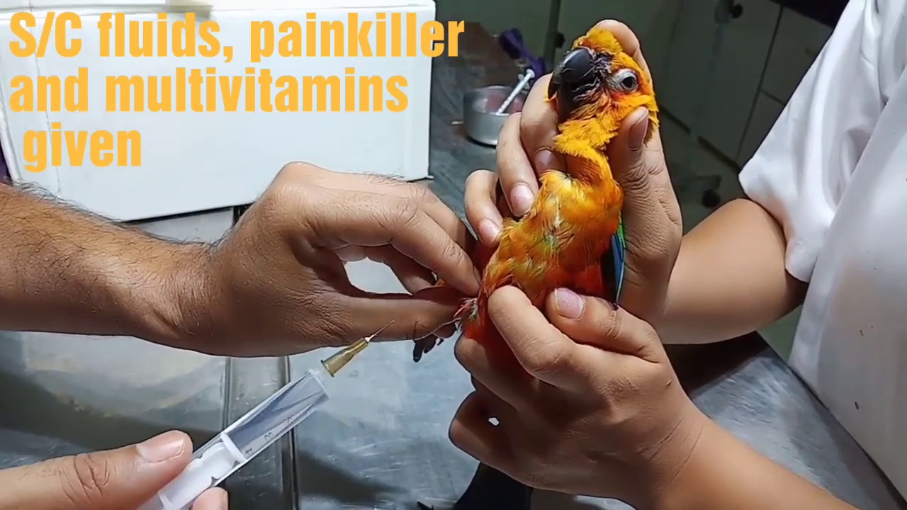 Injury on head to Sun Conure Parrot