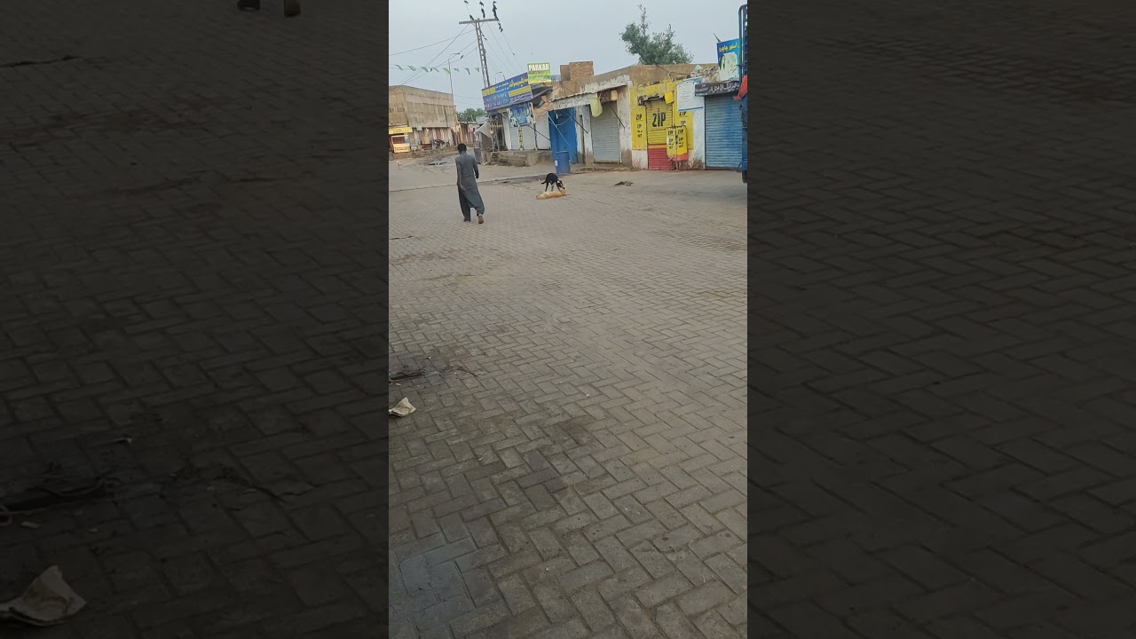 The dog is returning the honor of the dog#dog #honor#viralvideo #viralshort