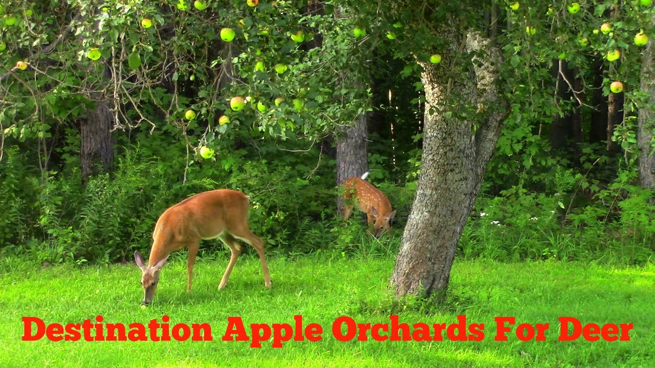 Apple Orchards For Deer, Part 1 - An Introduction.