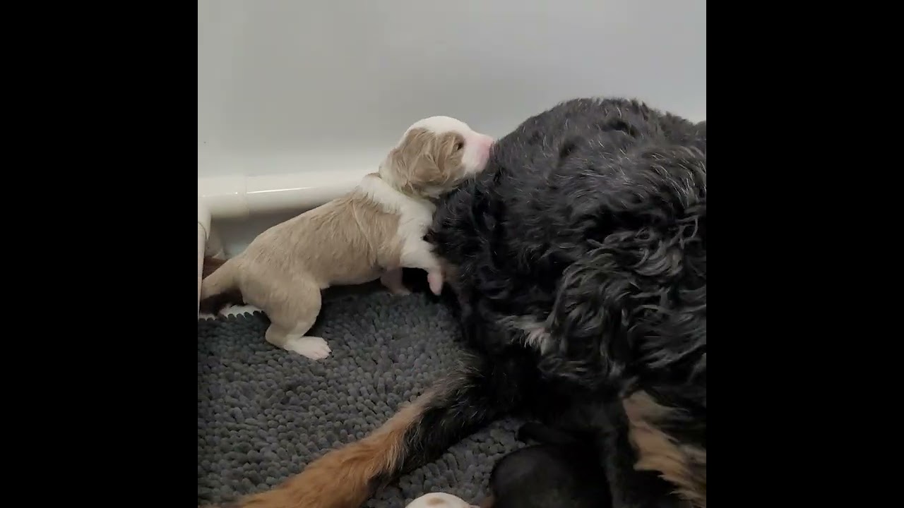 Our Celestial Skies F1b Mini Bernedoodles at 13 days old. Play time!!