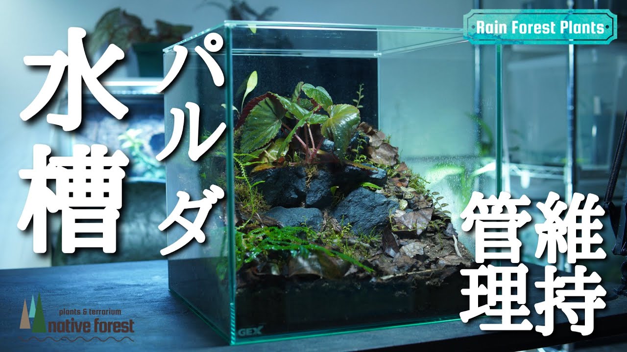 水槽で立ち上げたパルダリウムの維持管理方法！！
